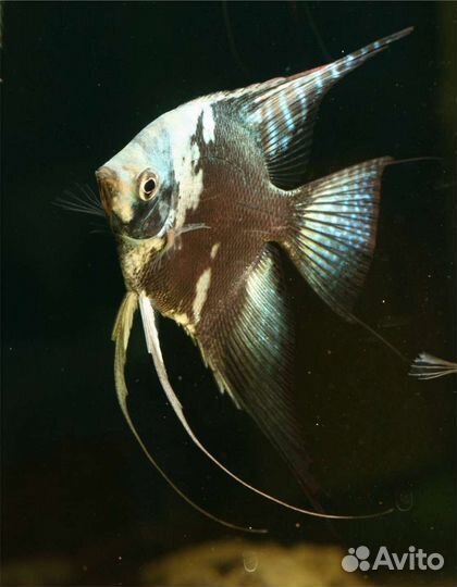 Аквариумная рыба
