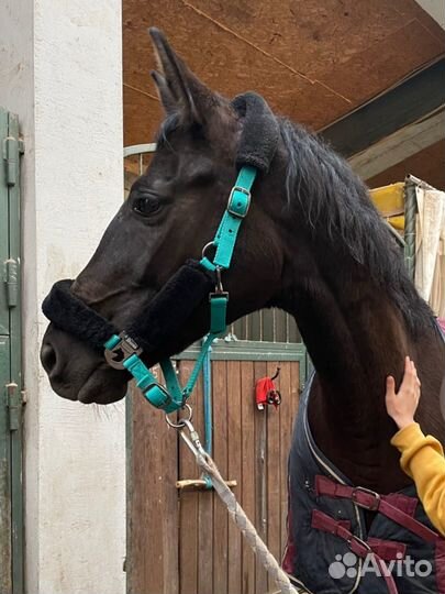 Продаю недоуздок