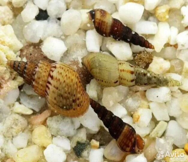 Улитки Мелании