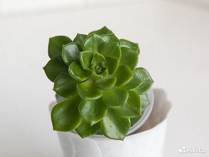 Эхеверии и другие суккуленты - взрослые и 