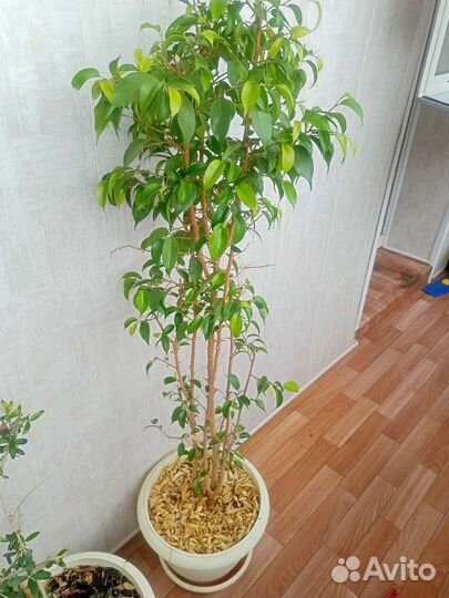 Фикус Бенджамина