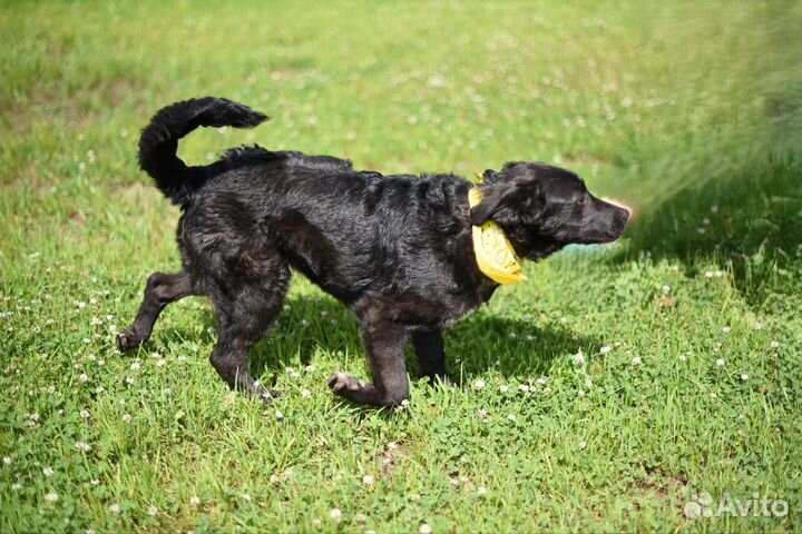 Щенок в добрые руки