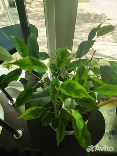 Сортовые фикусы