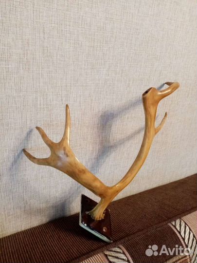 Рога оленя