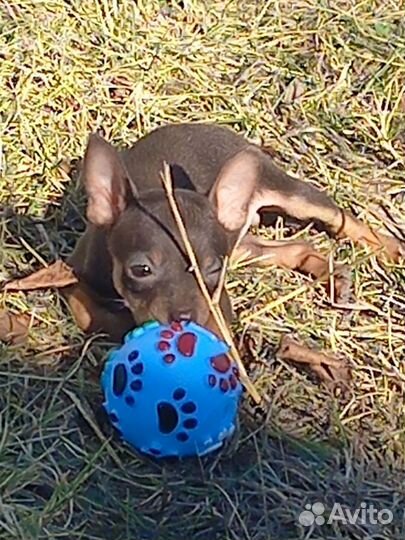 Мини той-терьер щенки