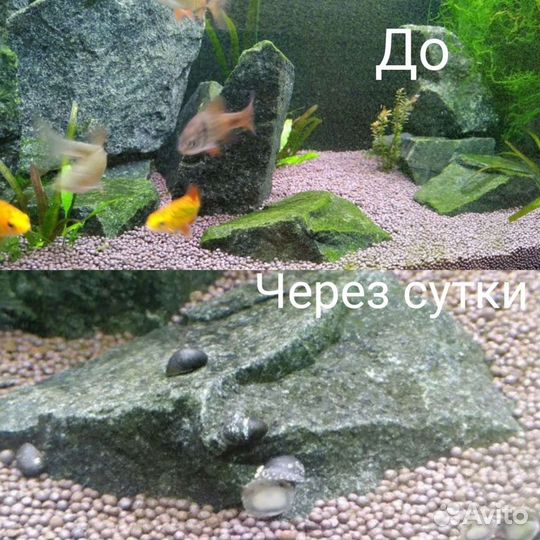 Улитки теодоксус