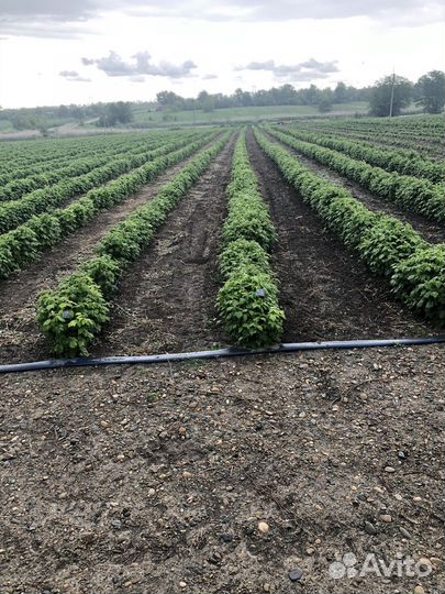 Малиновый сад