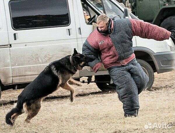 Дрессировка и воспитание собак. Кинолог