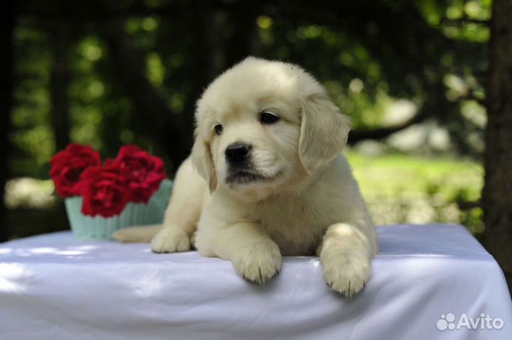 Щенки золотистого ретривера 2,5 мес. РКФ