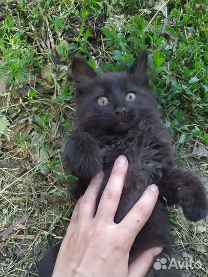 Котёнок 2 месяца очень темно-коричневый