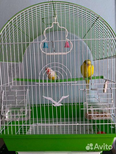 Волнистый попугай