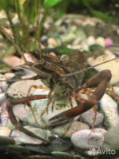 Креветка кольцерукая