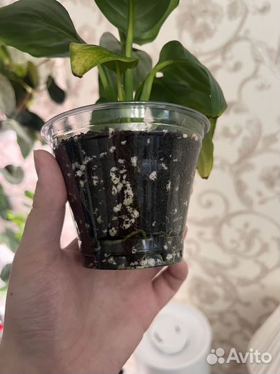 Спатифиллум блэк бьюти