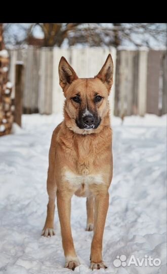 Собака в лучшую семью