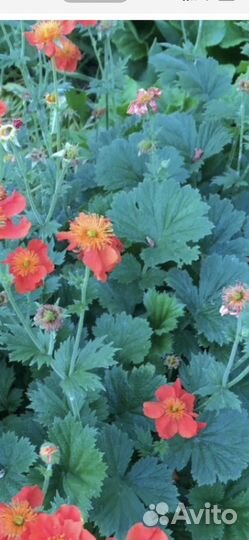 Гравилат многолетний