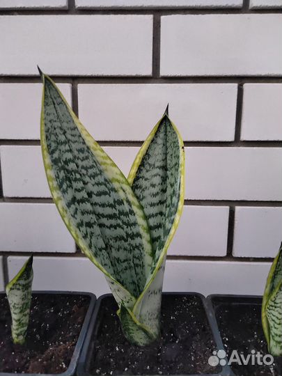 Сансевиерия