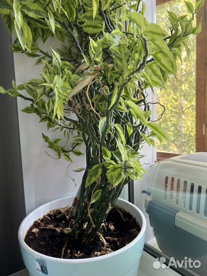 Педилантус