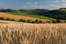 Участок 6,8 га (СНТ, ДНП)