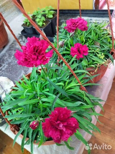 Гвоздика ампельная