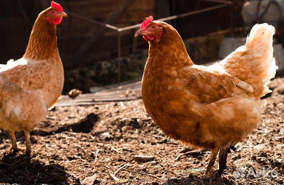 Куры-молодки