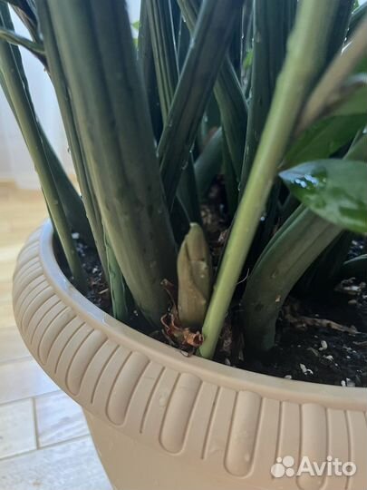 Замиокулькас