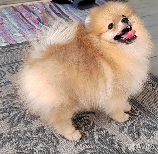 Щенки шпица