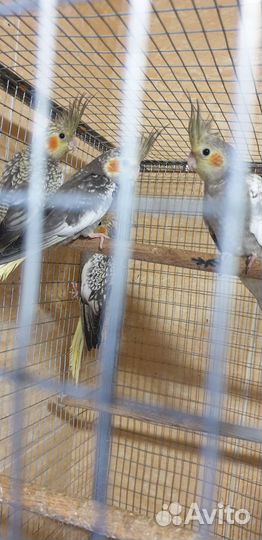 Попугай корелла птенец