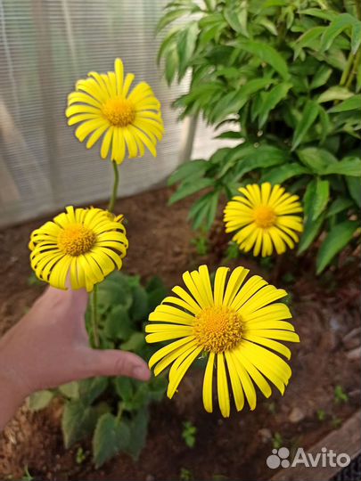 Цветы многолетники