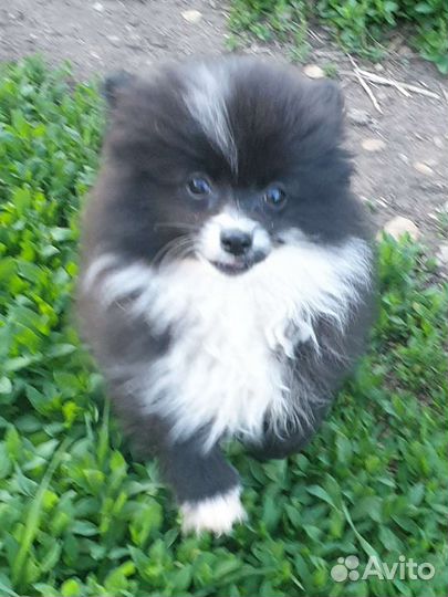 Шпиц миниатюрный