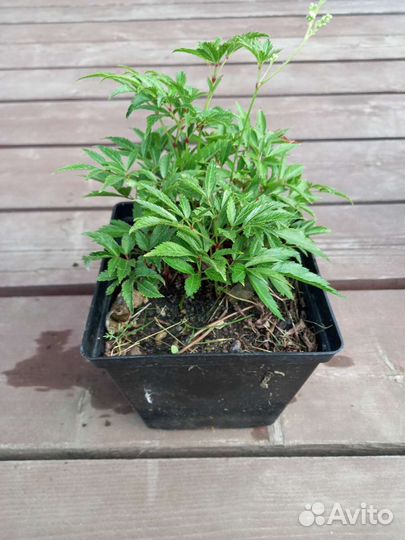 Астильба, хоста, виноград девичий