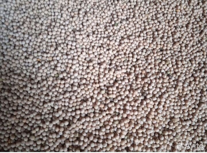 Семена гороха