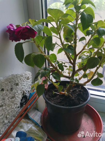 Бальзамин махровый