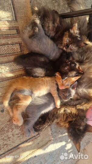 Мейн-кун митисы