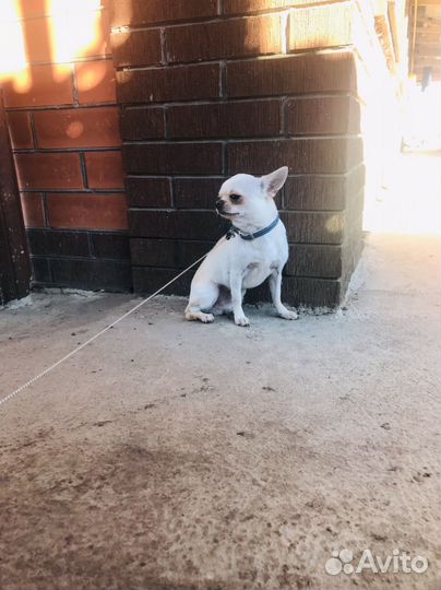 Чихуахуа мини вязка