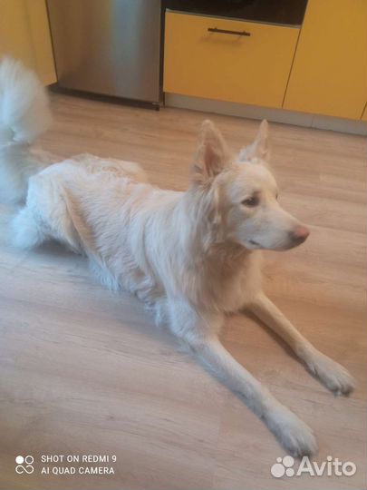 Метис швейцарской овчарки с лайкой