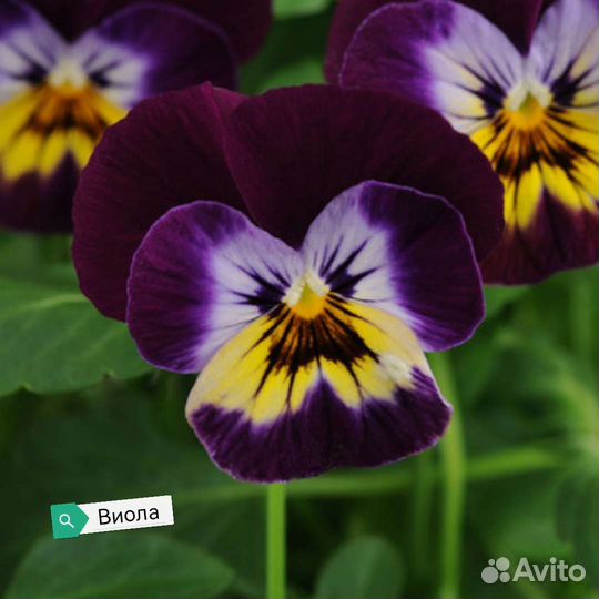 Микрозелень