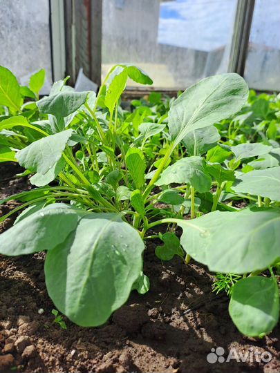 Рассада капусты