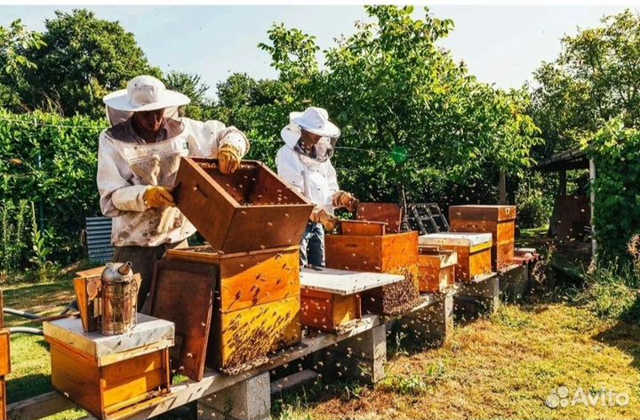 Пасека с пчёлами