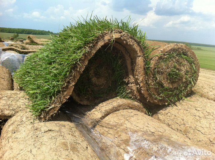 Рулонный газон под ключ