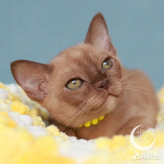 Бурманский мальчик