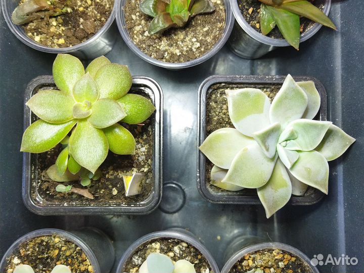 Суккуленты (до 21.06)