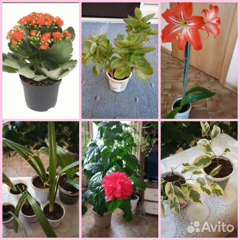 Комнатные цветы