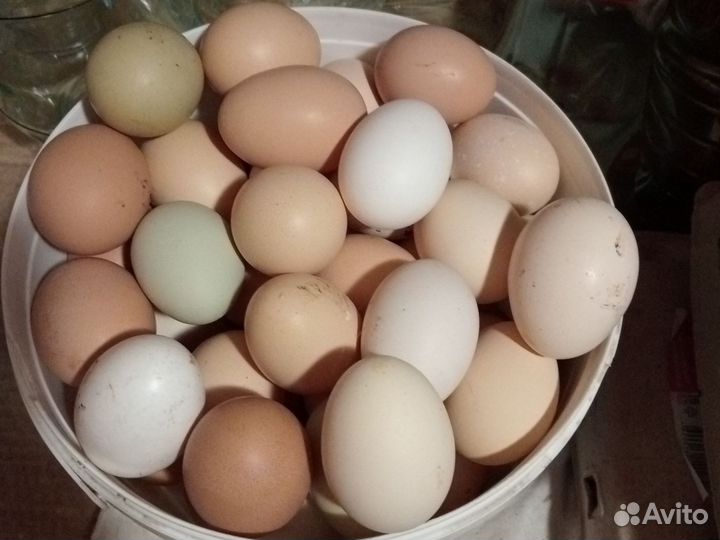 Домашние куриные яйца