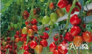 Семена Томата 