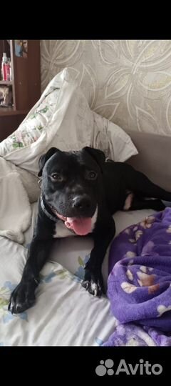 Найдена собака питбуль