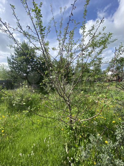 Участок 9 сот. (СНТ, ДНП)