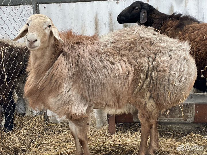 Бараны Гиссарской породы