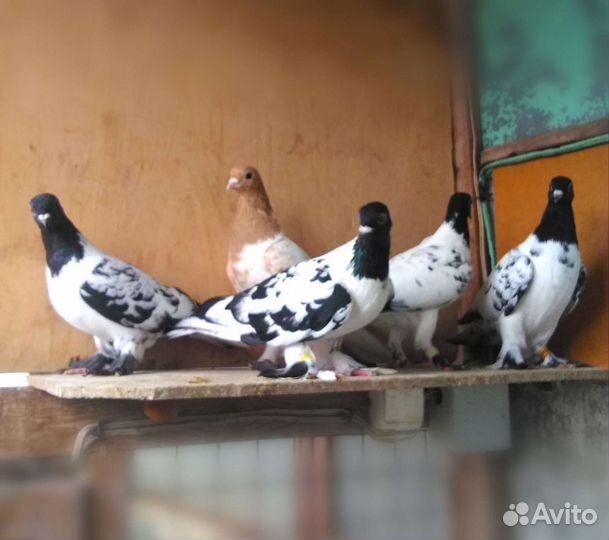 Голуби различных пород с выбором и без