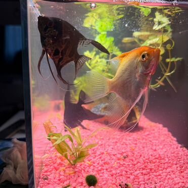 Умный аквариум Mijia SMART Fish Tank (MYG100) 20L