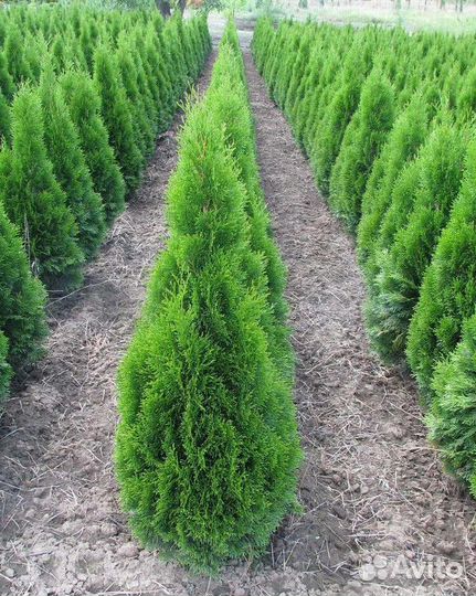Туя западная Смарагд, крупномер